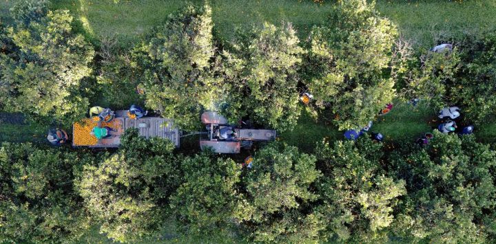 Vista aérea de trabajadores cosechando naranjas en un campo cerca de San Pedro, provincia de Buenos Aires, Argentina.