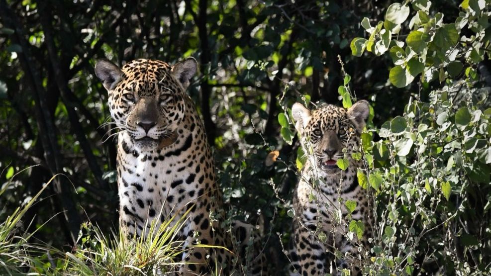 YAGUARETE CACHORRO IMPENETRABLE