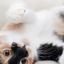 El gato es el único animal que festeja sus días tres veces al año.