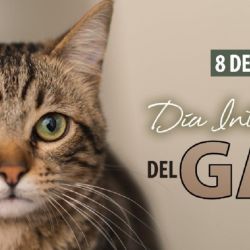 Esta fecha busca resaltar el lugar que ocupan los gatos en los hogares.
