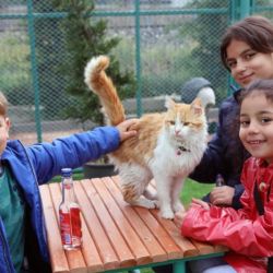 Cada 8 de agosto, se celebra el Día Internacional del Gato.