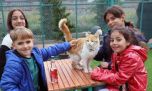 ¿Por qué se celebra hoy el Día Internacional del Gato?