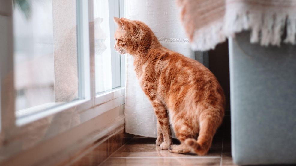 Día Internacional del Gato