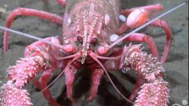 Así fue el momento en el que una langosta enfrentó al robot del CONICET para proteger a sus crías