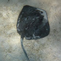 Aunque no se puede afirmar categóricamente, el avance hacia el sur de esta especie tropical podría estar vinculado al alza de temperaturas marinas y a eventos como El Niño.