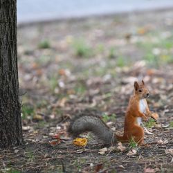 Imagen de una ardilla vista en un parque, en Almaty, Kazajistán. | Foto:Xinhua/Li Renzi