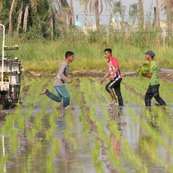 Trabajadores corren entre campos mientras siembran arroz ámbar en Nayaf, la ciudad sagrada de Irak. | Foto:Qassem al-Kaabi / AFP