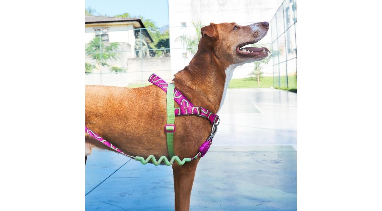 Mascotas Mimadas: la empresa que está revolucionando el mundo pet con las propuestas más originales 