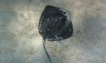 Los pescadores fueron clave para confirmar la presencia de un pez en aguas chilenas