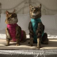 Mascotas Mimadas: la empresa que está revolucionando el mundo pet con las propuestas más originales 