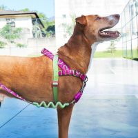 Mascotas Mimadas: la empresa que está revolucionando el mundo pet con las propuestas más originales 