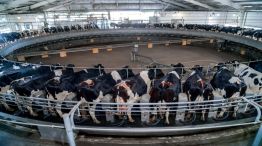 Tambo robótico Lechería, Vaca Lechería y Calesita de ordeñe Lechería 20250811