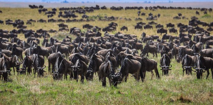 Imagen de ñus pastando en la pradera de la Reserva Nacional Masai Mara, en Kenia.