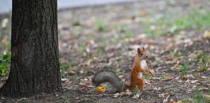 Imagen de una ardilla vista en un parque, en Almaty, Kazajistán.