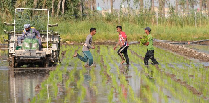 Trabajadores corren entre campos mientras siembran arroz ámbar en Nayaf, la ciudad sagrada de Irak.