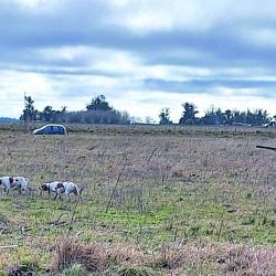 Debido al clima, las perras comenzaron a alejarse del rango de distancia con el cazador. Las llamamos, las calmamos con caricias y, mágicamente, volvieron a trabajar cerca. El laceo de Mía y Alice fue impecable. 