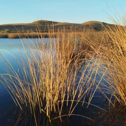 No es una laguna de las más accesibles para los pescadores pero que permite lograr esas piezas que hoy en día no abundan en la provincia de Buenos Aires. 