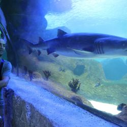 Imagen de personas visitando el acuario Aqua Vega, en Ankara, Turquía. | Foto:Xinhua/Mustafa Kaya