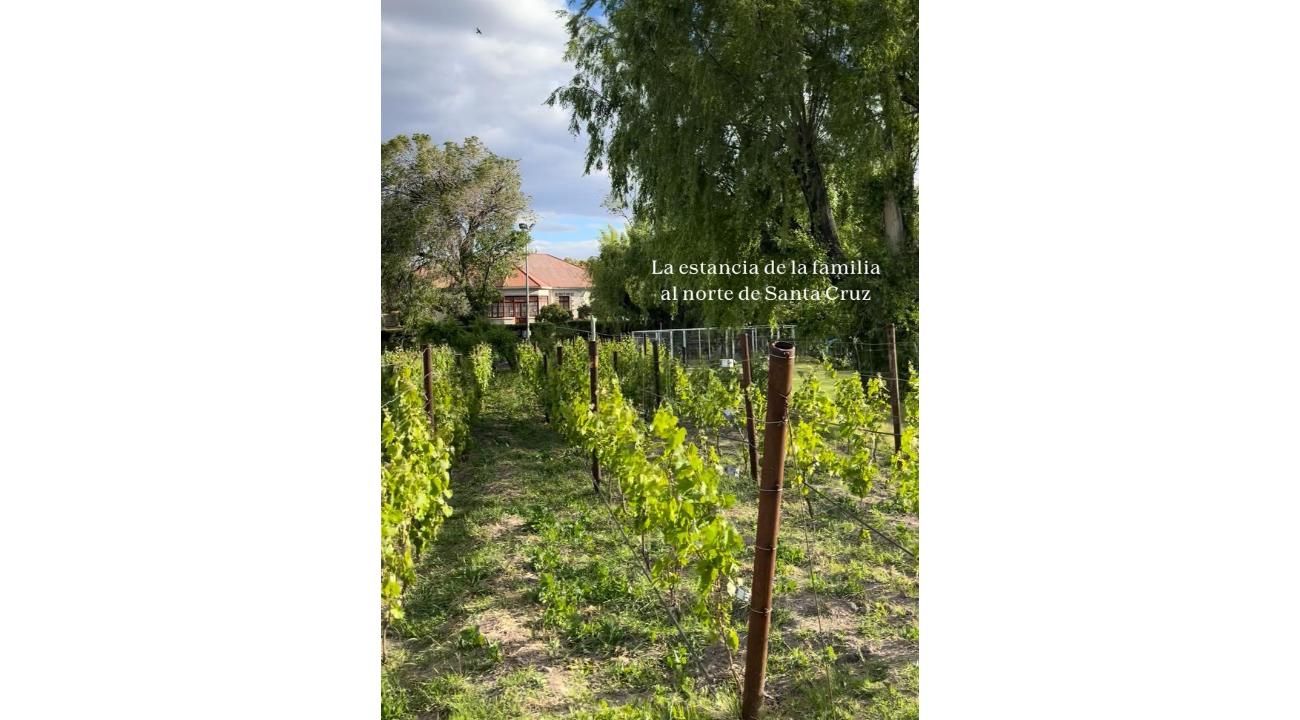 Bodega Ayestarán Allard: innovación con alma patagónica