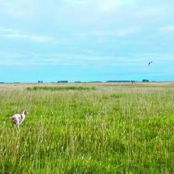 El momento más esperado: perdiz en pleno vuelo, dejándola que tome distancia para que los perdigones se desconcentren y sólo alguno le pegue, lo que permitirá que el perro haga su aporte y el cazador la lleve a la olla.