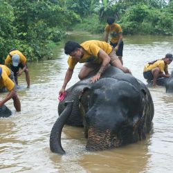Cuidadores ayudan a los elefantes a bañarse en el campamento de elefantes Wingabaw, en la región de Bago, Myanmar. | Foto:Xinhua/Myo Kyaw Soe