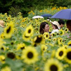 Visitantes observan un campo con 40.000 girasoles en flor en un parque costero de Tokio. | Foto:Kazuhiro Nogi / AFP