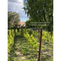 Bodega Ayestarán Allard: innovación con alma patagónica