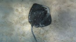 1308_pesca