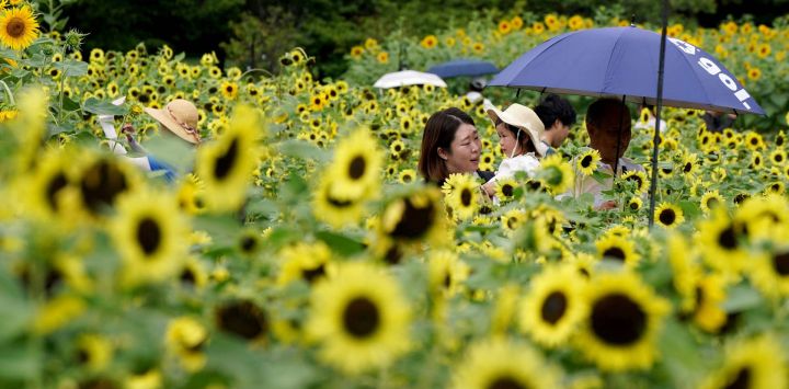 Visitantes observan un campo con 40.000 girasoles en flor en un parque costero de Tokio.