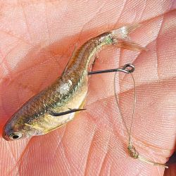 El autor de la nota con uno de los buenos ejemplares capturados a lo largo de la jornada. Los mejores resultados embarcados se dieron cerca de la compuerta de Adela.