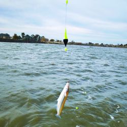 El autor de la nota con uno de los buenos ejemplares capturados a lo largo de la jornada. Los mejores resultados embarcados se dieron cerca de la compuerta de Adela.