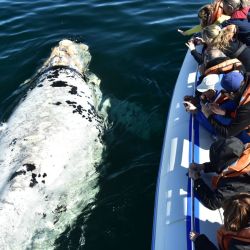 Es temporada de ballenas en Puerto Madryn.