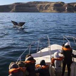 Es temporada de ballenas en Puerto Madryn.