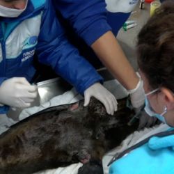 Un balance de la Fundación Mundo Marino muestra que sólo durante la primera mitad del 2025 tuvo que asistir a 222 animales marinos que fueron hallados heridos