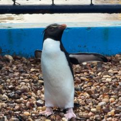 El impacto antrópico sigue siendo la principal amenaza para la fauna marina.