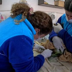 En el caso de los mamíferos marinos, que representaron el 45% de los ingresos (101 animales), se repitieron los rescates de lobos marinos con heridas en el cuerpo y miembros