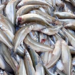 Las autoridades destacaron que este tipo de operativos se realizan de manera periódica para garantizar el cumplimiento de la legislación y evitar el deterioro de los recursos naturales.