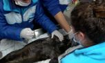 Decenas de animales marinos fueron hallados heridos en las costas bonaerenses en lo que va del año