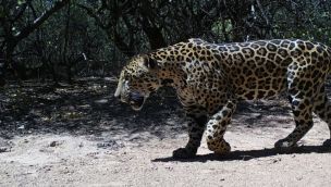 Yaguareté registrado en la Reserva Natural Formosa