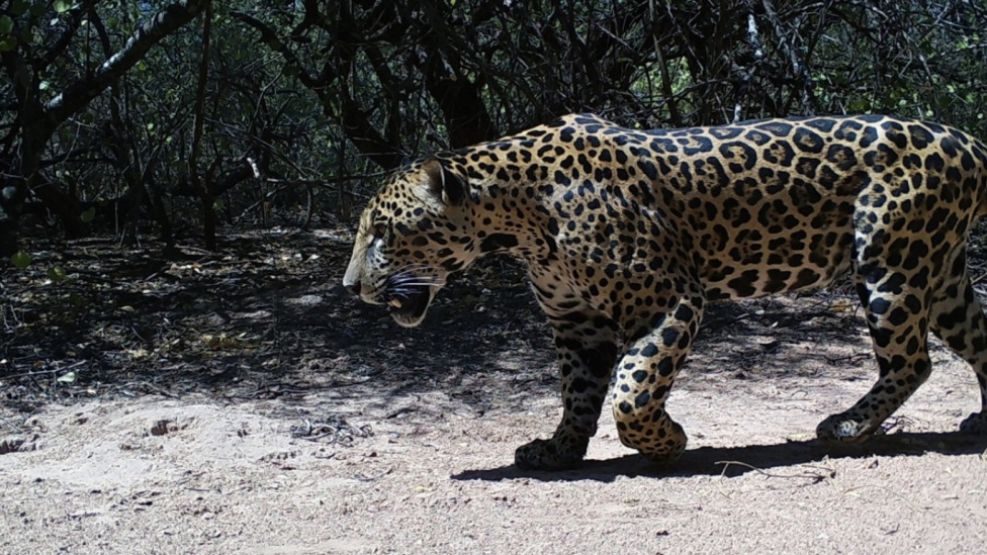 Yaguareté registrado en la Reserva Natural Formosa