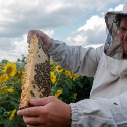 El apicultor ruso Sergey Tveritinov inspecciona abejas en su colmenar, ubicado en la aldea de Beregovoye Pervoye, en la región de Bélgorod, a unos 630 kilómetros al suroeste de Moscú. Sergey Tveritinov, de 46 años, abrió su colmenar en 1996 tras la quiebra de la destilería donde trabajaba. Ahora, el colmenar, situado a 87 kilómetros de la Ucrania devastada por la guerra, alimenta a su numerosa familia. | Foto:TATYANA MAKEYEVA / AFP