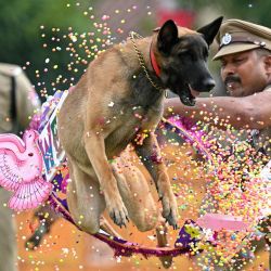Personal de la Fuerza de Protección Ferroviaria (RPF) de la India ayuda a un perro a realizar una acrobacia durante las celebraciones del Día de la Independencia del país, en Chennai. | Foto:R. Satish Babu / AFP