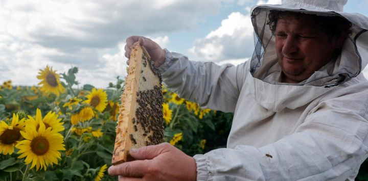 El apicultor ruso Sergey Tveritinov inspecciona abejas en su colmenar, ubicado en la aldea de Beregovoye Pervoye, en la región de Bélgorod, a unos 630 kilómetros al suroeste de Moscú. Sergey Tveritinov, de 46 años, abrió su colmenar en 1996 tras la quiebra de la destilería donde trabajaba. Ahora, el colmenar, situado a 87 kilómetros de la Ucrania devastada por la guerra, alimenta a su numerosa familia.