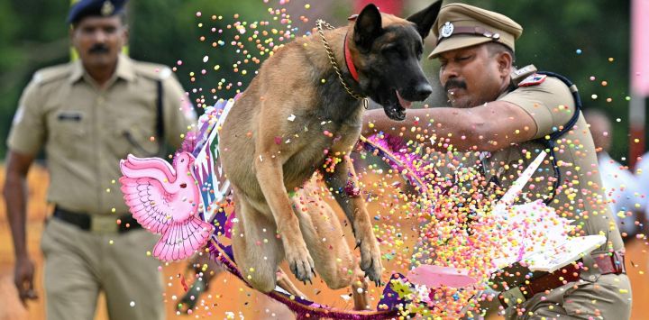 Personal de la Fuerza de Protección Ferroviaria (RPF) de la India ayuda a un perro a realizar una acrobacia durante las celebraciones del Día de la Independencia del país, en Chennai.