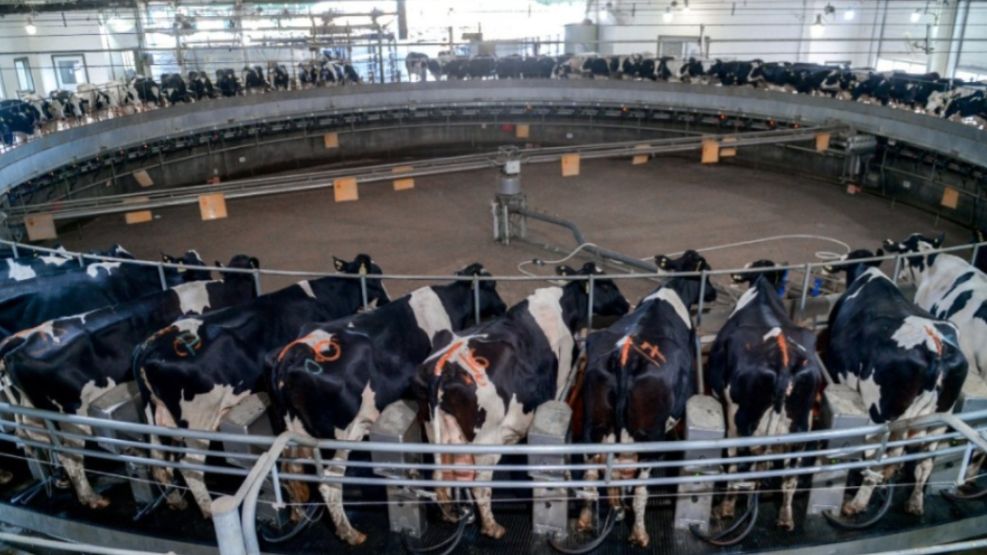 La producción nacional de leche creció 12%.