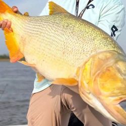 Los pescadores, luego de las fotos pusieron de manifiesto su conciencia ambiental devolviendo el dorado a su hábitat natural, demostrando un firme compromiso con la pesca responsable.