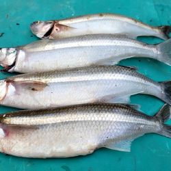 El Dique Nivelador La Quintana es uno de los sitios imperdibles para quienes llegan a la pequeña localidad de José de La Quintana.