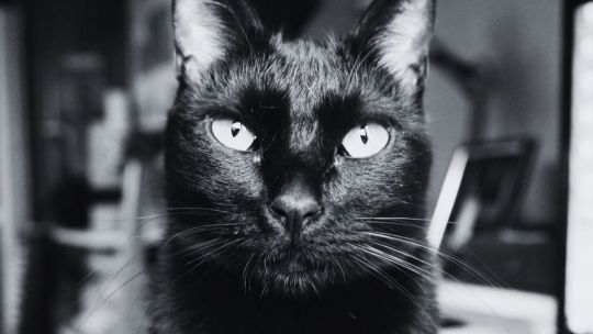 ¿Dan mala suerte los gatos negros? El origen medieval de un mito