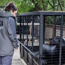 5 lobos marinos fueron trasladados desde Mar del Plata a República Dominicana.