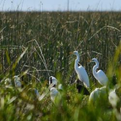 La Reserva Achalay está ubicada en la primera sección de islas del Bajo Delta del Paraná, a tan solo ocho kilómetros del Puerto de Tigre